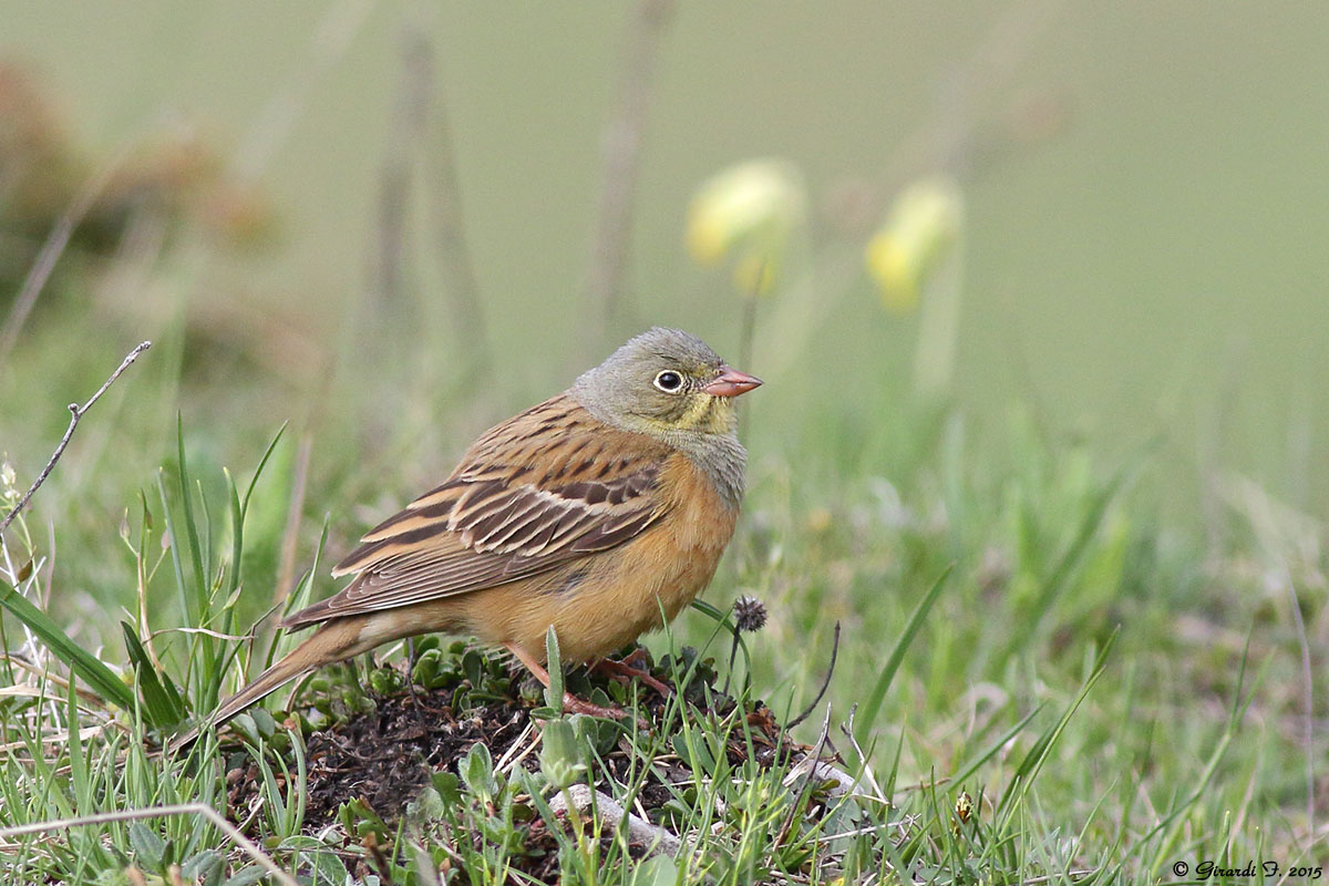 Ortolano